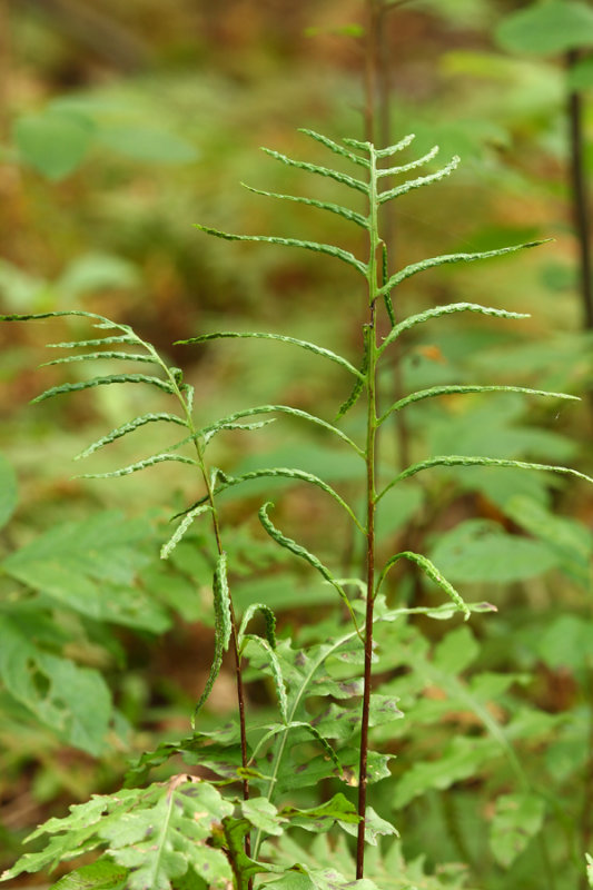 Netted Chain Fern (Woodwardia areolata)