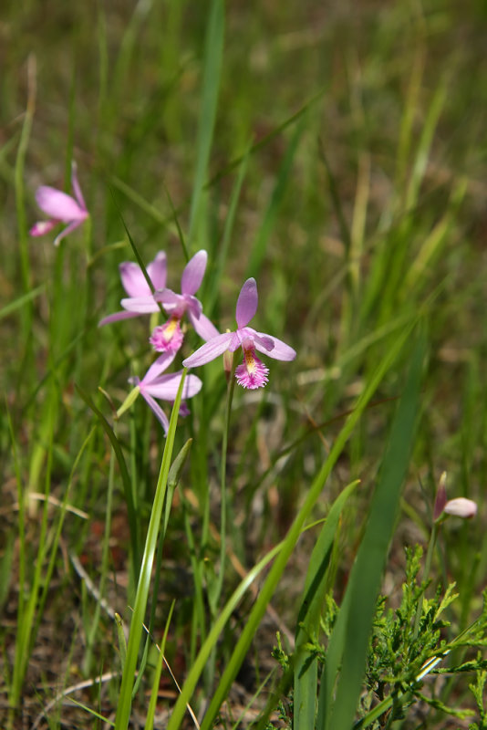 Rose Pogonia Orchids (Pogonia ophioglossoides)