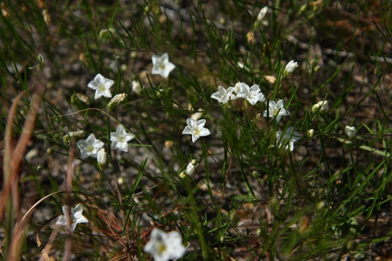 Pickerings Morning Glory (Stylisma pickeringii var pickeringii)