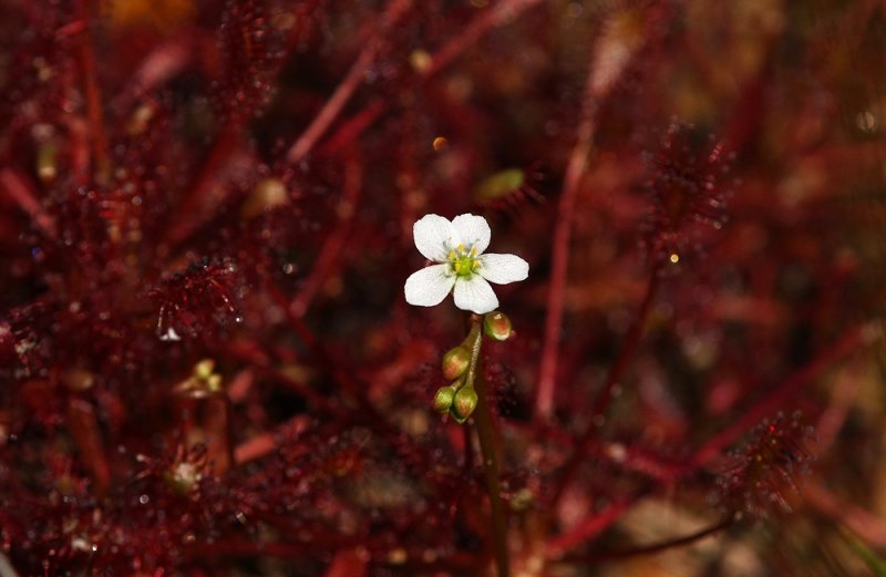 Spatulate-leaved Sundew (Drosera intermedia)