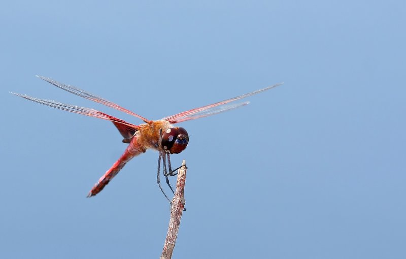 Carolina Saddlebags