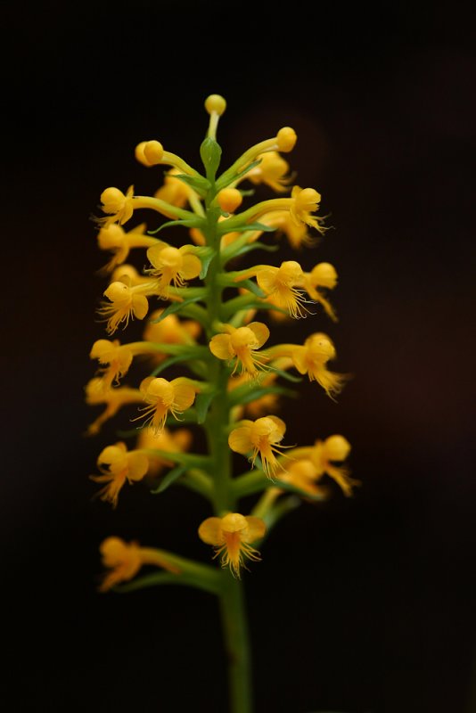 Orange Crested Orchid (Platanthera cristata)