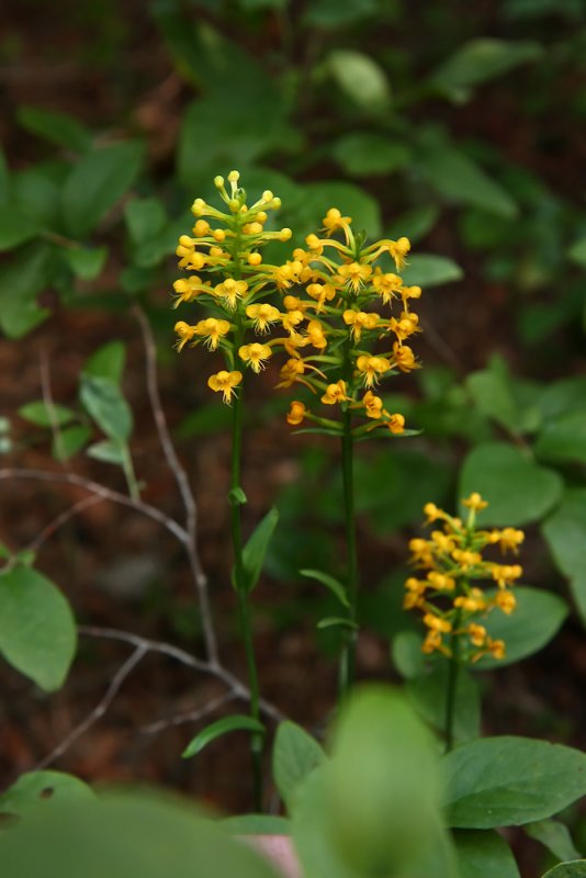 Orange Crested Orchid (Platanthera cristata)