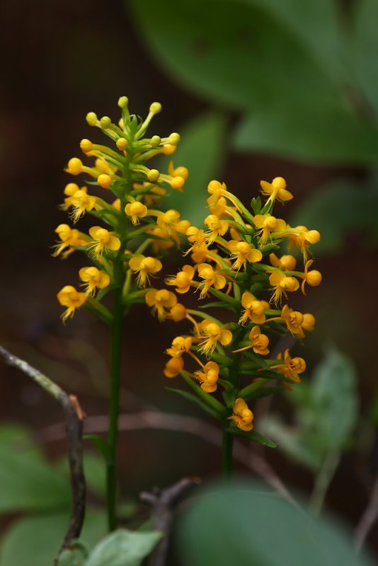 Orange Crested Orchid (Platanthera cristata)