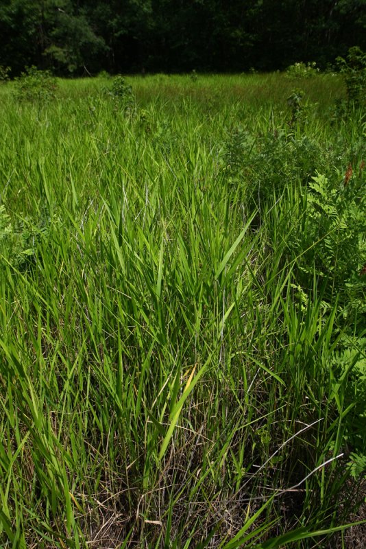Panicum hemitomon- (Maidencane)