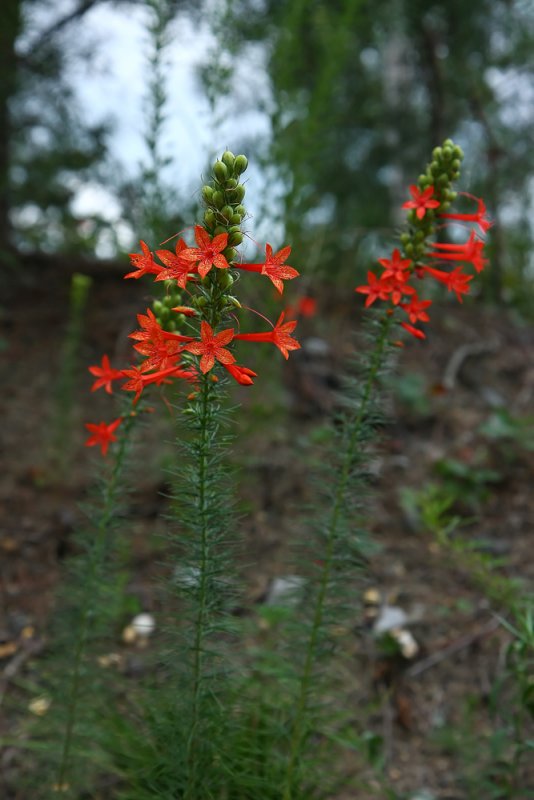 Scarlet Gilia/Standing Cypress (Ipomopsis rubra)