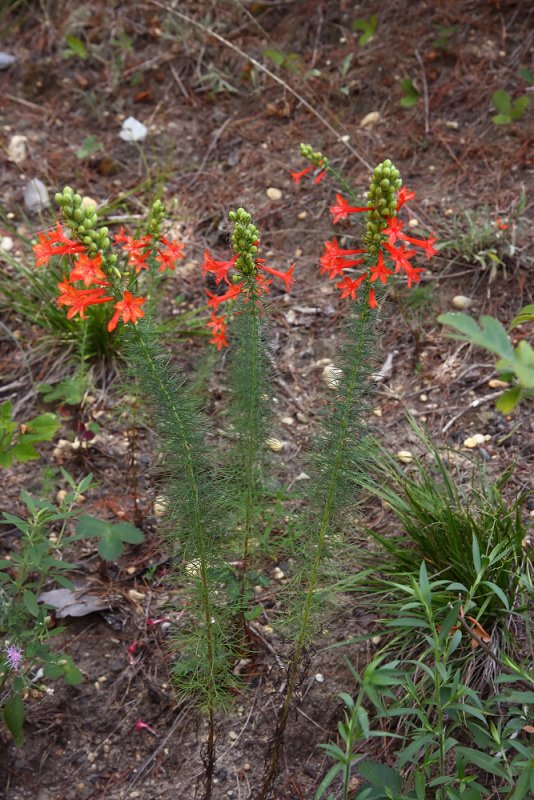 Scarlet Gilia/Standing Cypress (Ipomopsis rubra)