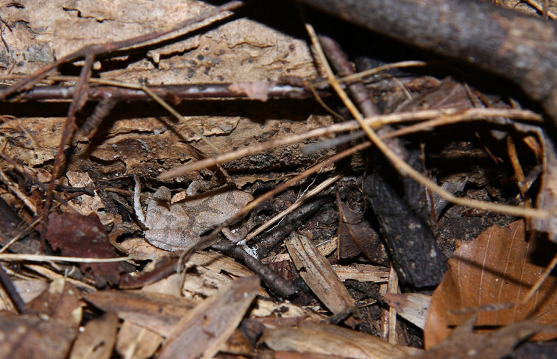 Spring Peeper!