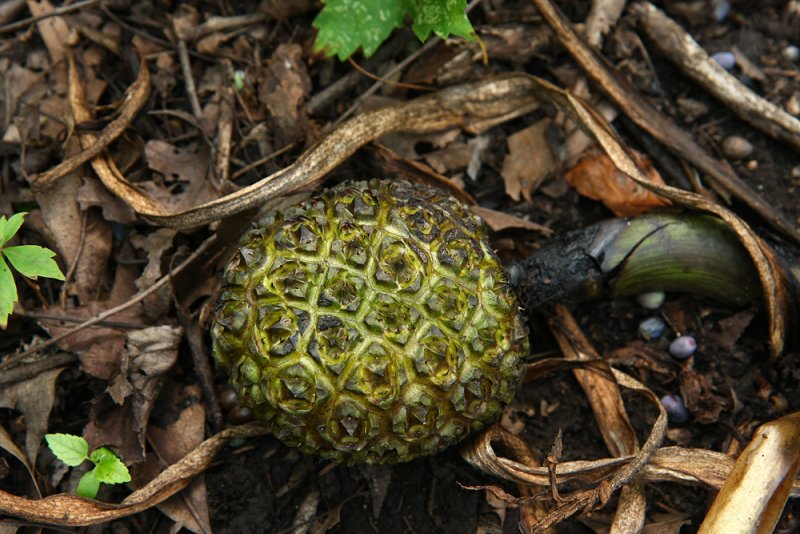 Symplocarpus foetidus (Skunk Cabbage) fruit