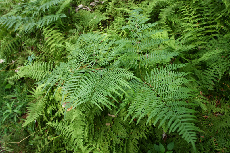 Northeastern Bracken Fern (Pteridium aquilinum)
