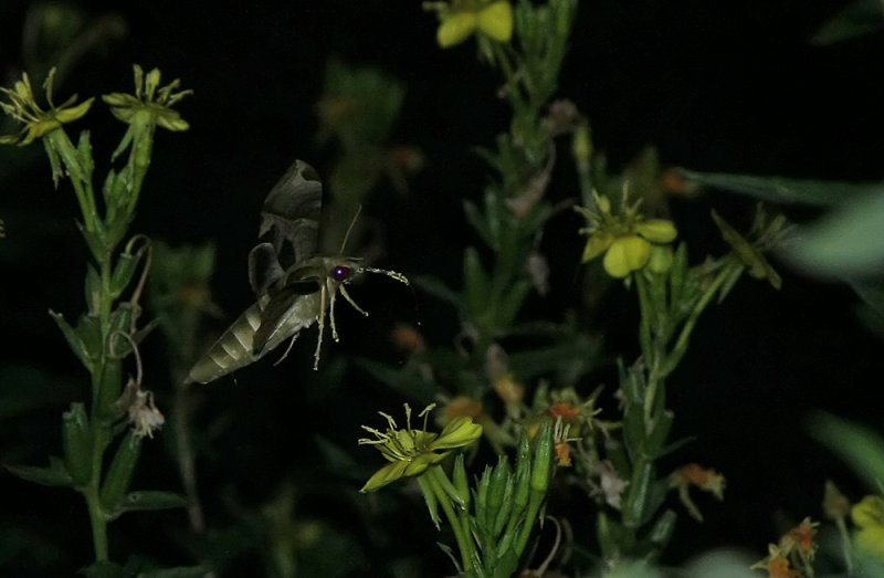 Pandorus Sphinx Moth