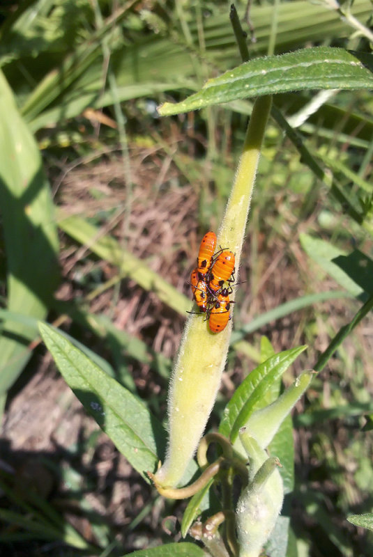 Milkweed Bugs