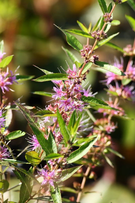 Decodon verticillatus (Swamp Loosestrife)