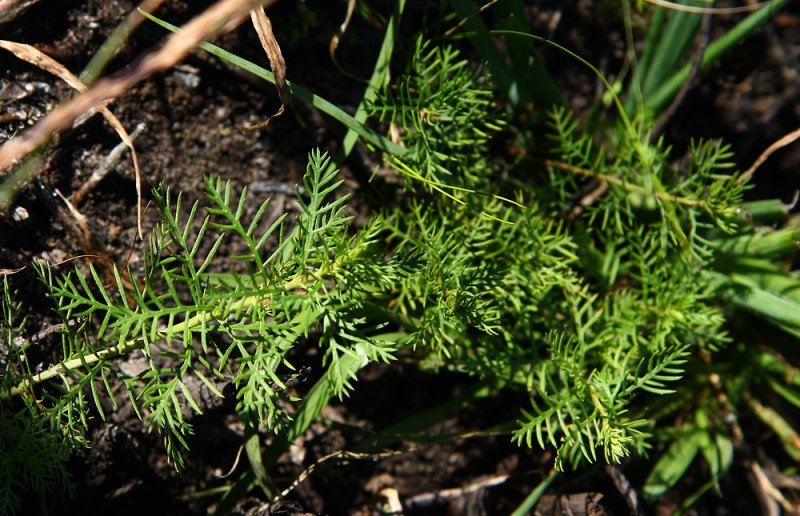 Proserpinaca pectinata (Cut-leaved Mermaid Weed)