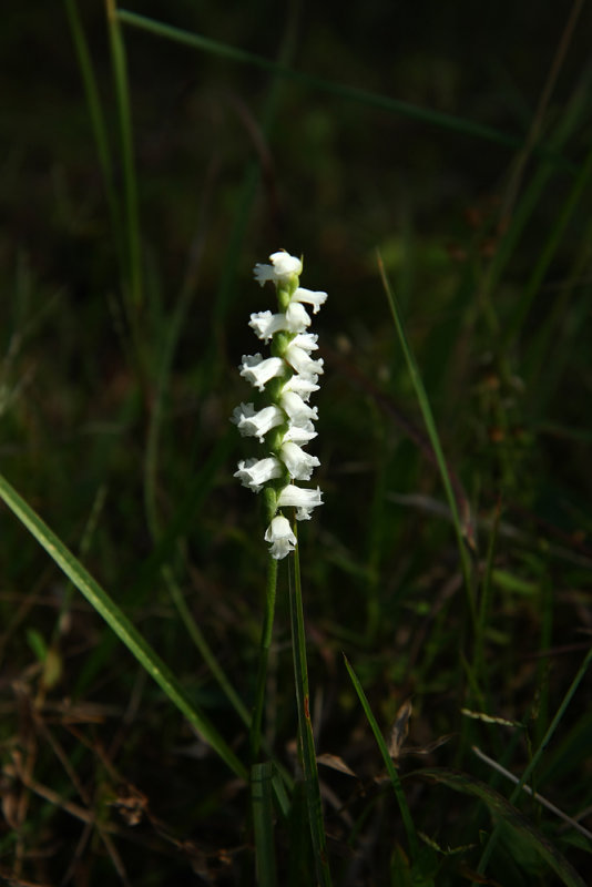 Spiranthes cernua (Nodding Ladies Tresses)