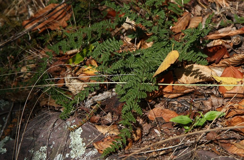 Cheilanthes lanosa (Hairy Lip Fern)