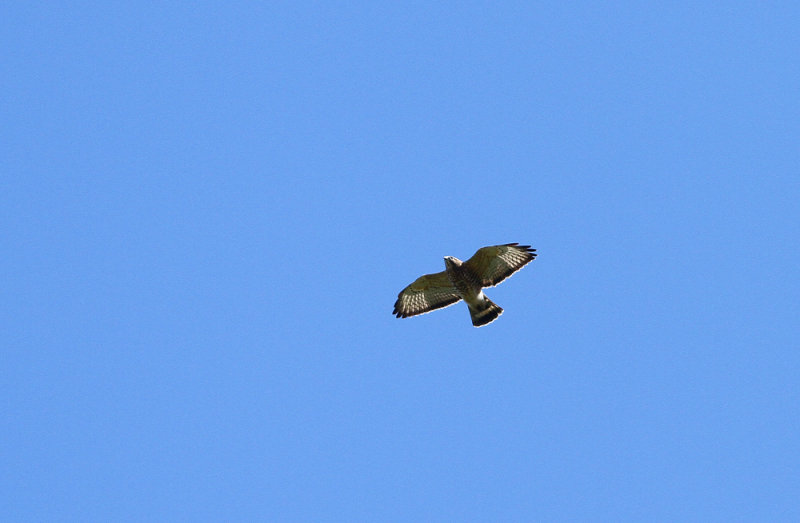 Broad-winged Hawk