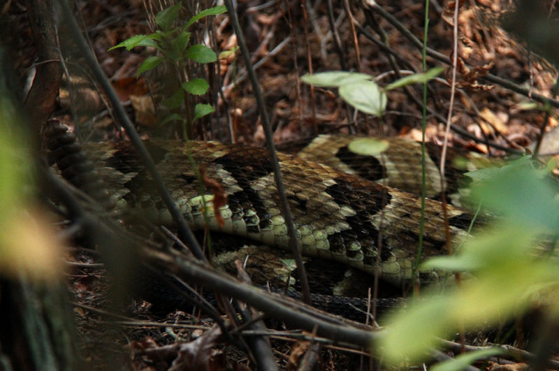 TIMBER RATTLESNAKE!