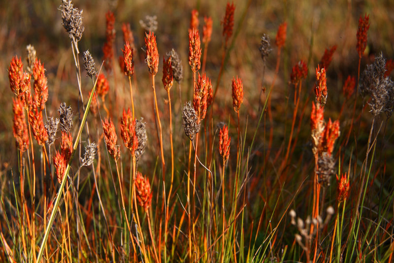 Narthecium americanum- Bog Asphodel