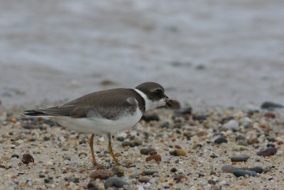 Semipalmated Plover