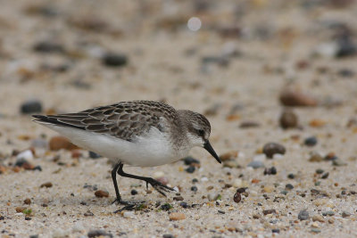 Semipalmated Sandpiper