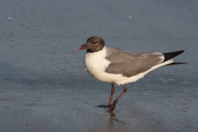 1.IMG_1016.jpg