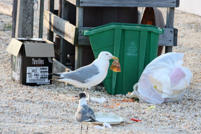 Gulls!
