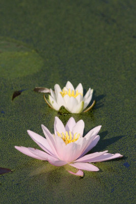 Fragrant Water Lily