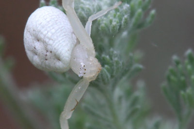 Crab Spider