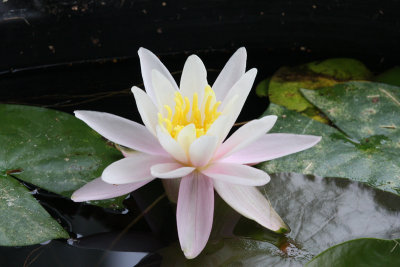 Fragrant Water Lily