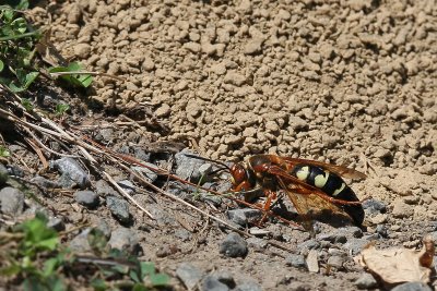 Cicada Killer