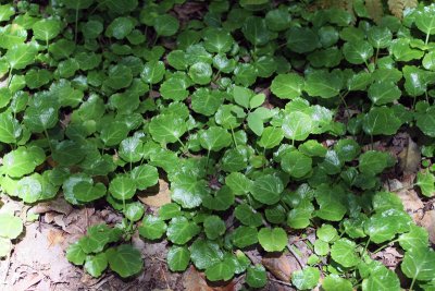 Oconee Bells