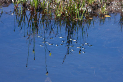 Whirligig Beetles