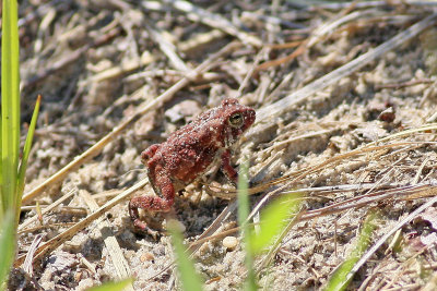 A RED(?) Fowler's Toad?