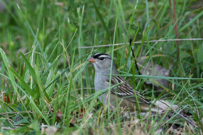 White-crowned Sparrow