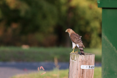 Cooper's Hawk