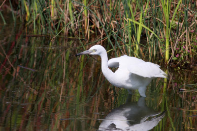 Little Blue Heron