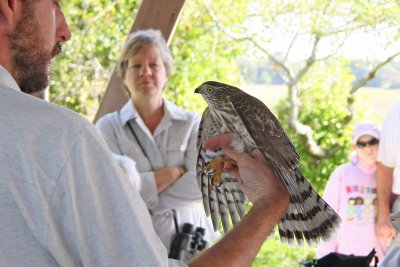 Sharp-shinned Hawk