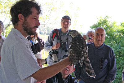 Cooper's Hawk