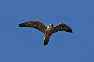 Peregrine Falcon