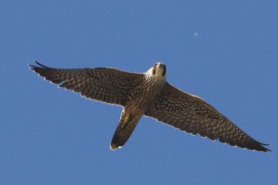1.IMG_6437.JPG