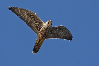 1.IMG_6439.JPG