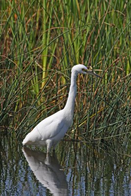 Snowy Egret