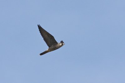 1.IMG_6465.JPG