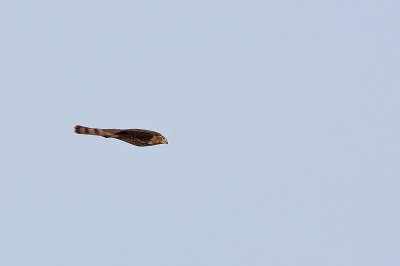 Cooper's Hawk