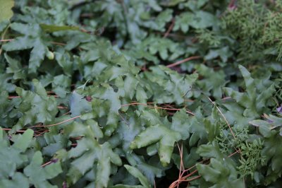 Climbing Fern