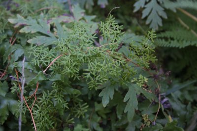 Climbing Fern