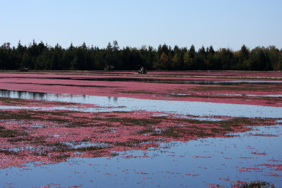 Cranberry harvesting