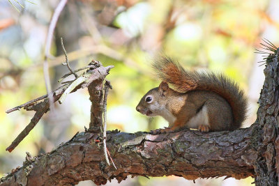 American Red Squirrel