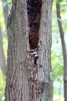 Raccoons!